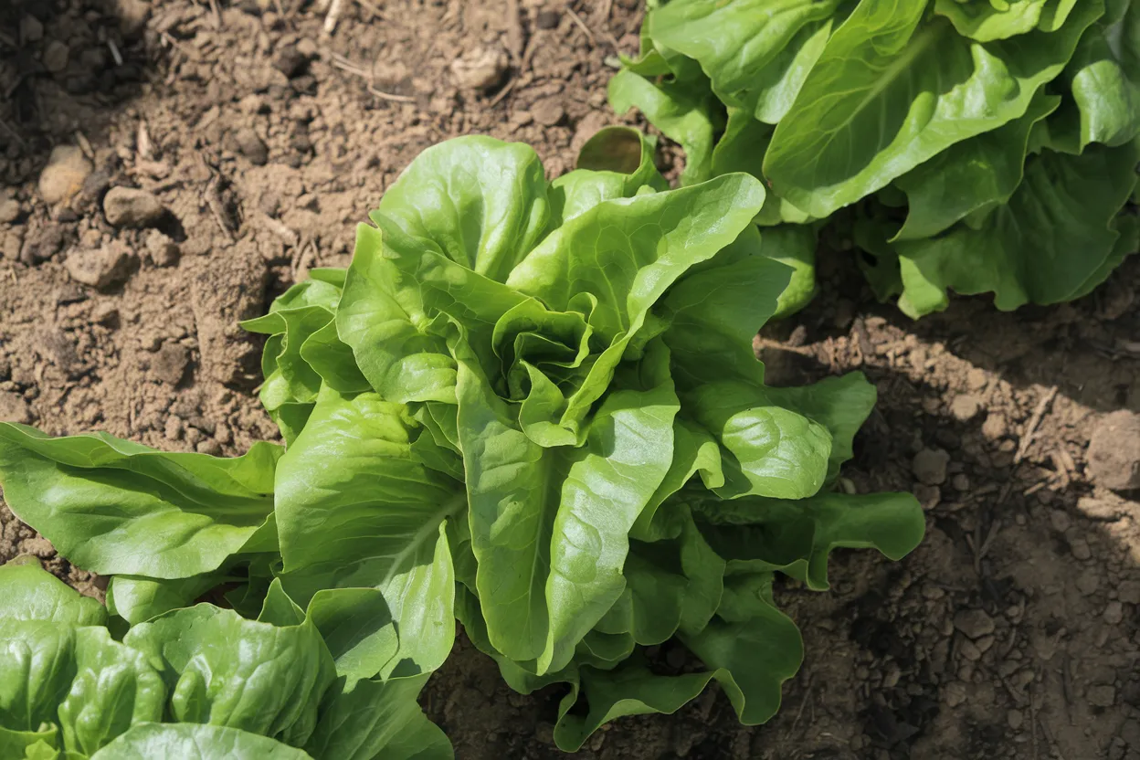 Organic Deer Tongue lettuce seeds, ideal for growing fresh, nutritious salads at home