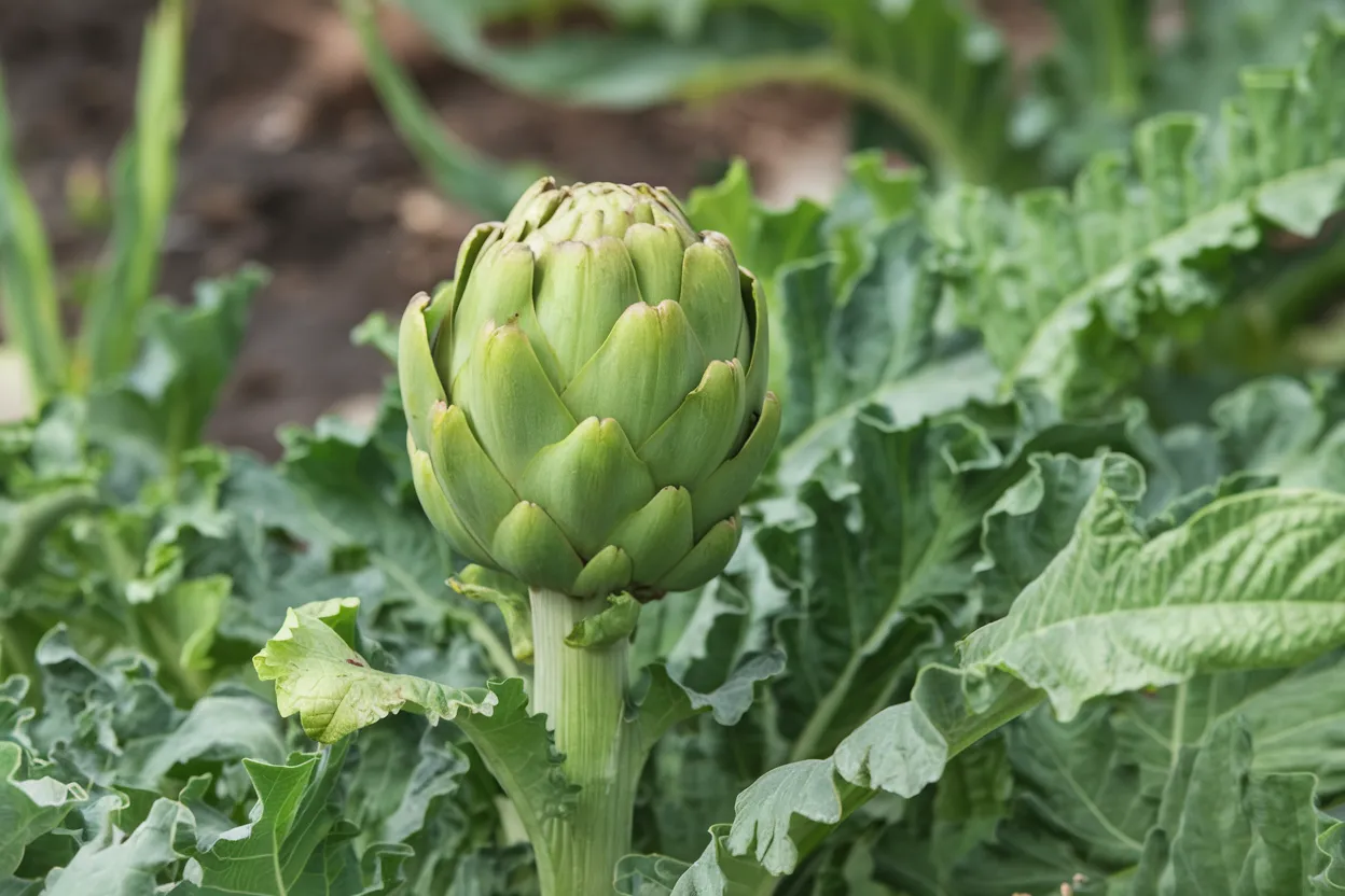 Organic Imperial Star Artichoke seeds, ideal for growing nutritious artichokes at home