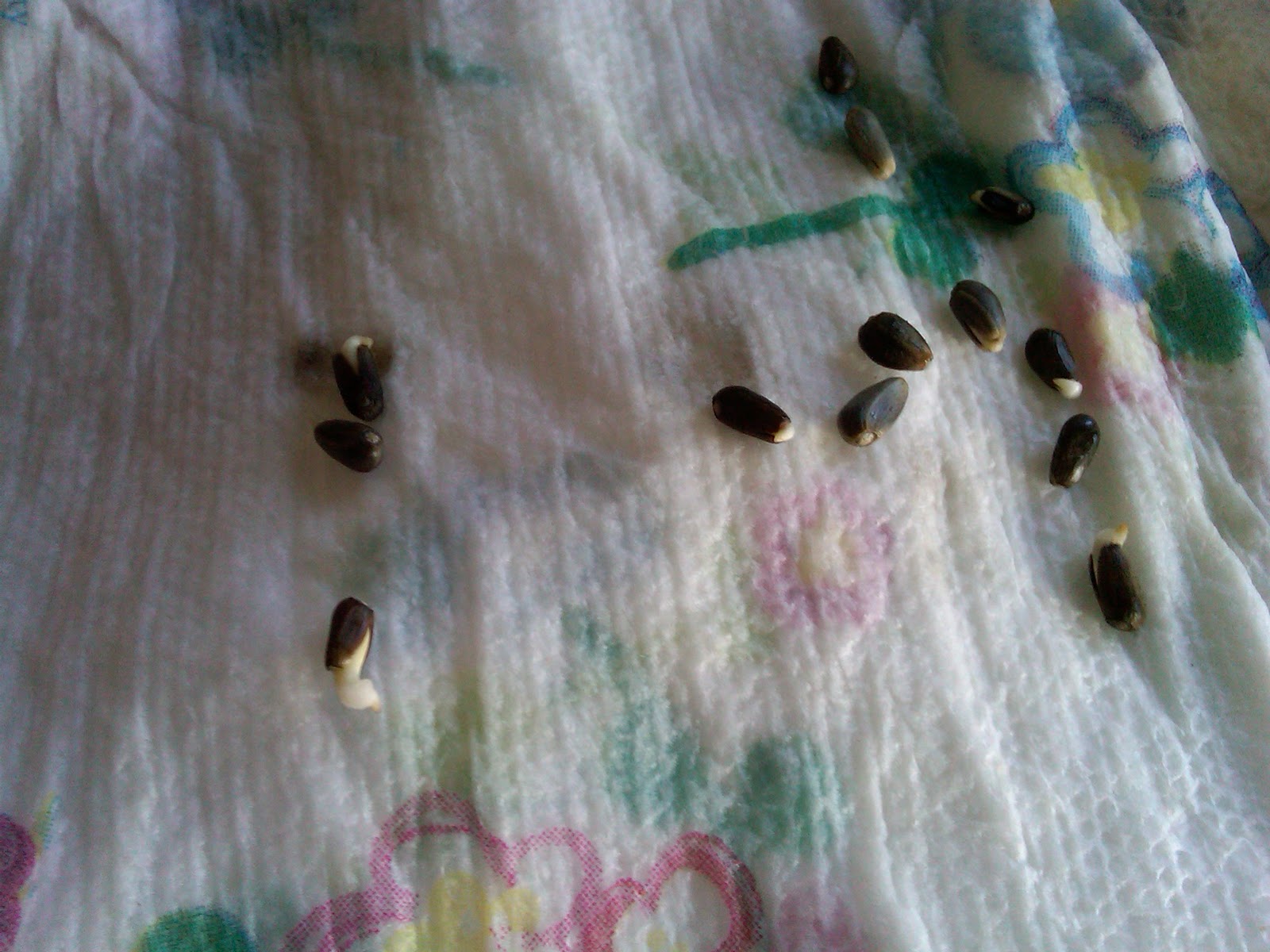 LONG ISLAND HOMESTEAD: Growing Artichokes from Seed