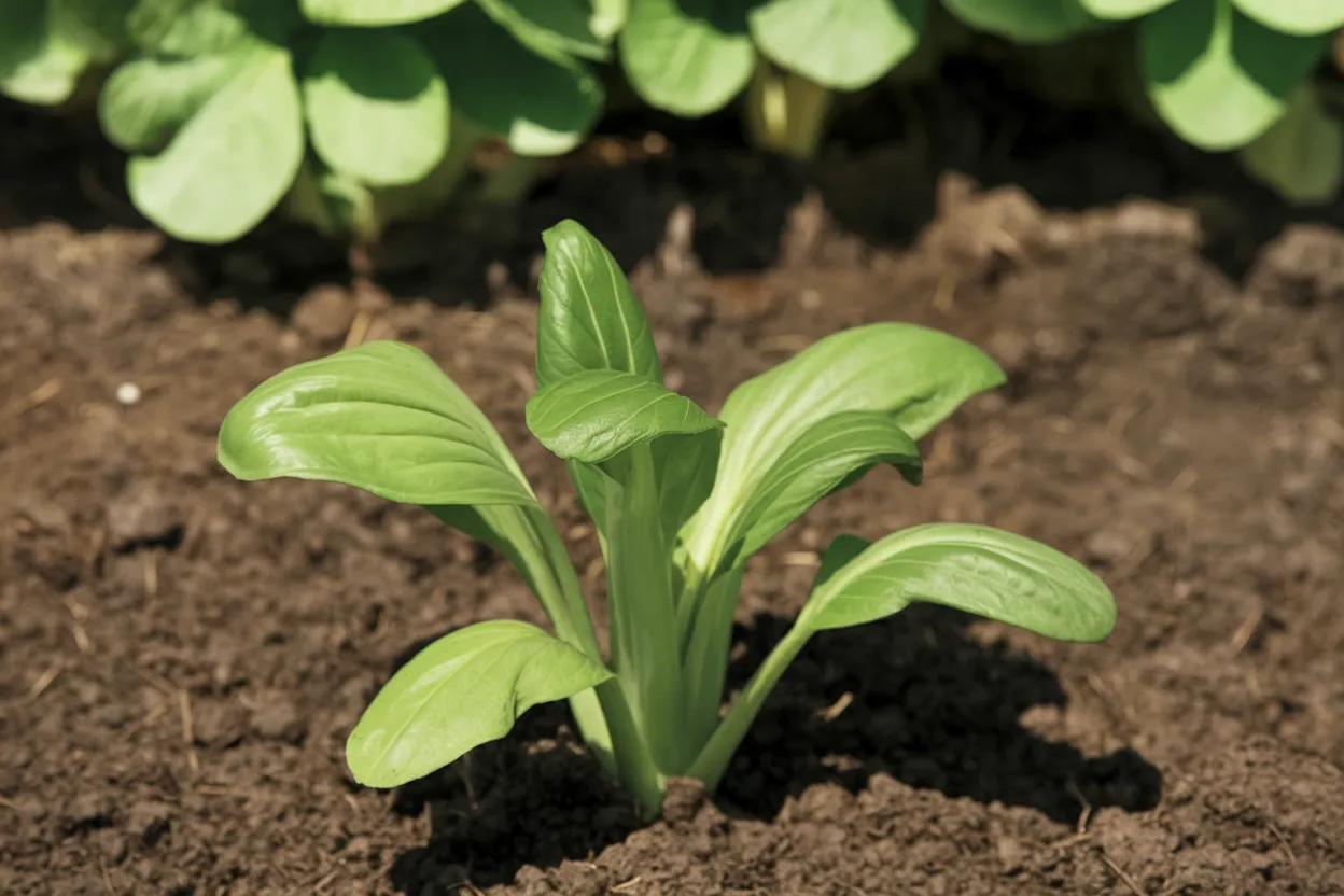 Organic Mei Qing Choi seeds, perfect for growing nutritious green vegetables