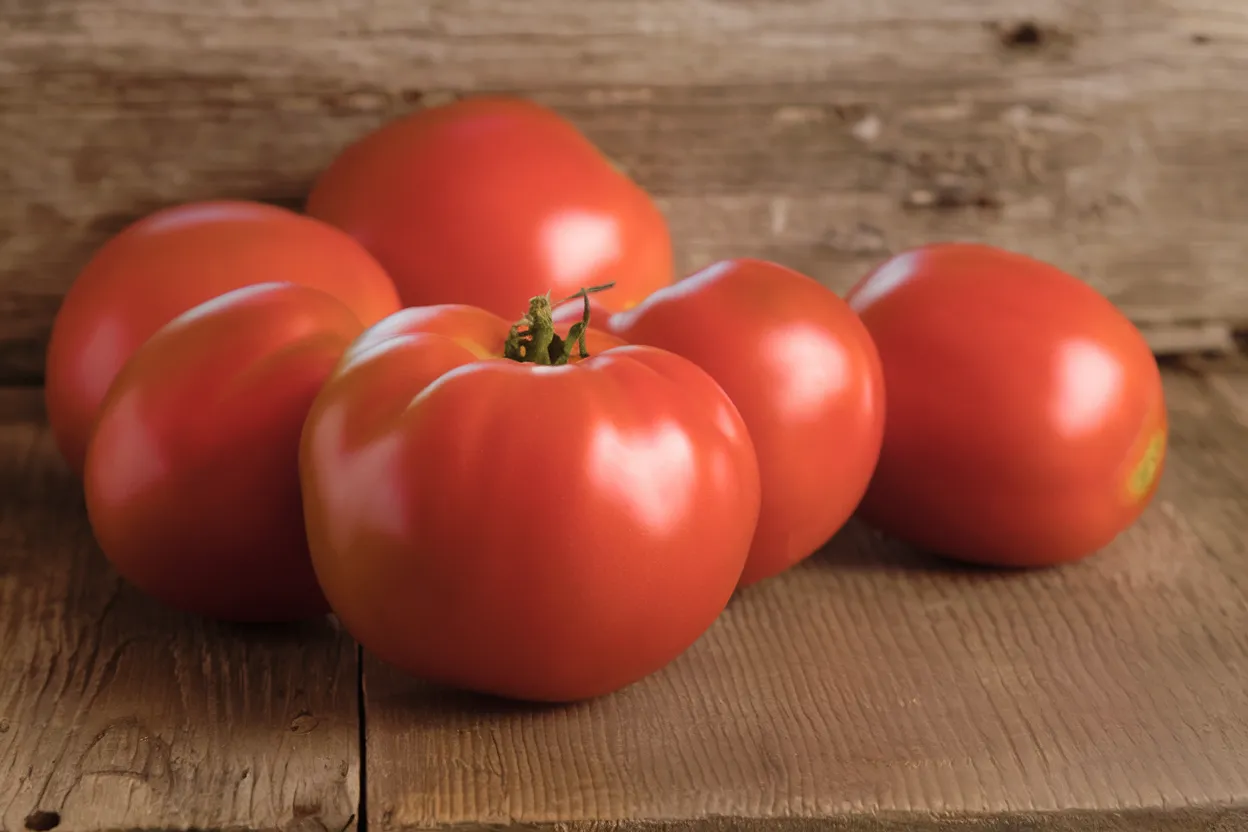 Organic Martha Washington tomato seeds, perfect for healthy, robust home gardens