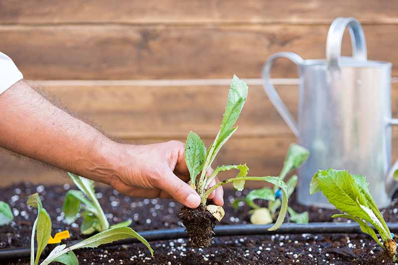 How to Plant and Grow Artichokes | Gardener's Path