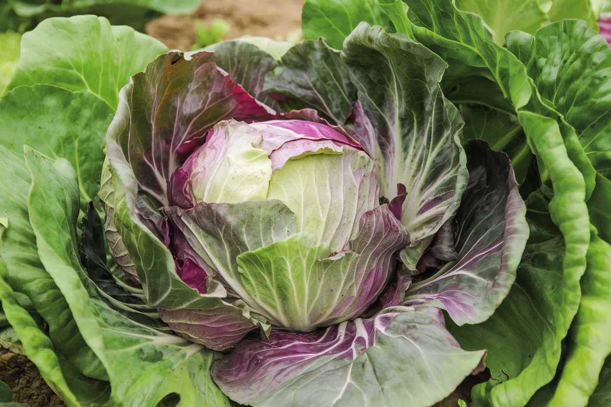 Organic Indigo F1 Radicchio seeds, perfect for growing fresh, vibrant salads