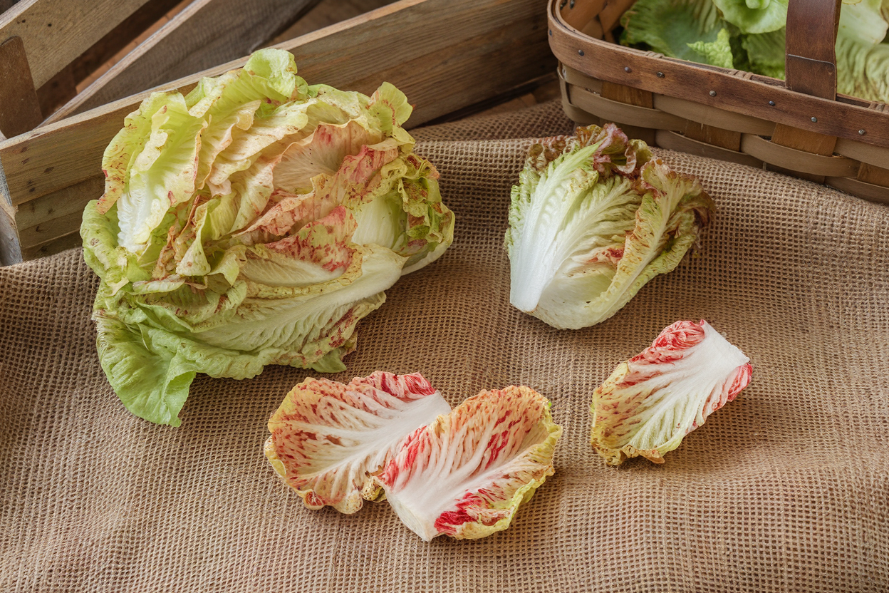 Organic Radicchio seeds promoting vibrant color and flavorful harvests