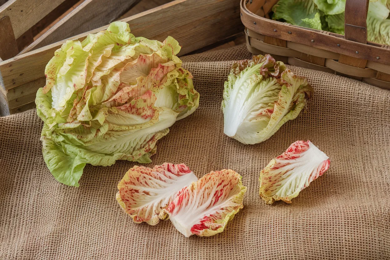 Organic Radicchio seeds promoting vibrant color and flavorful harvests