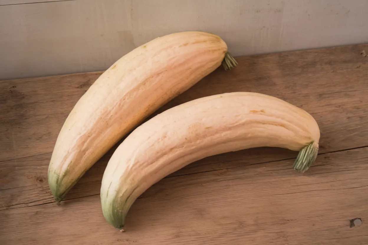 Organic North Georgia Candy Roaster seeds, ideal for nutritious baking recipes