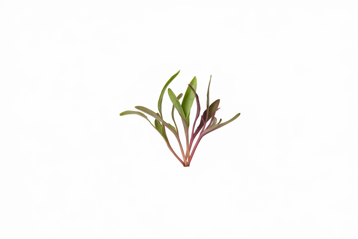 Organic microgreen seeds for healthy chard and beet greens, ideal for home gardening