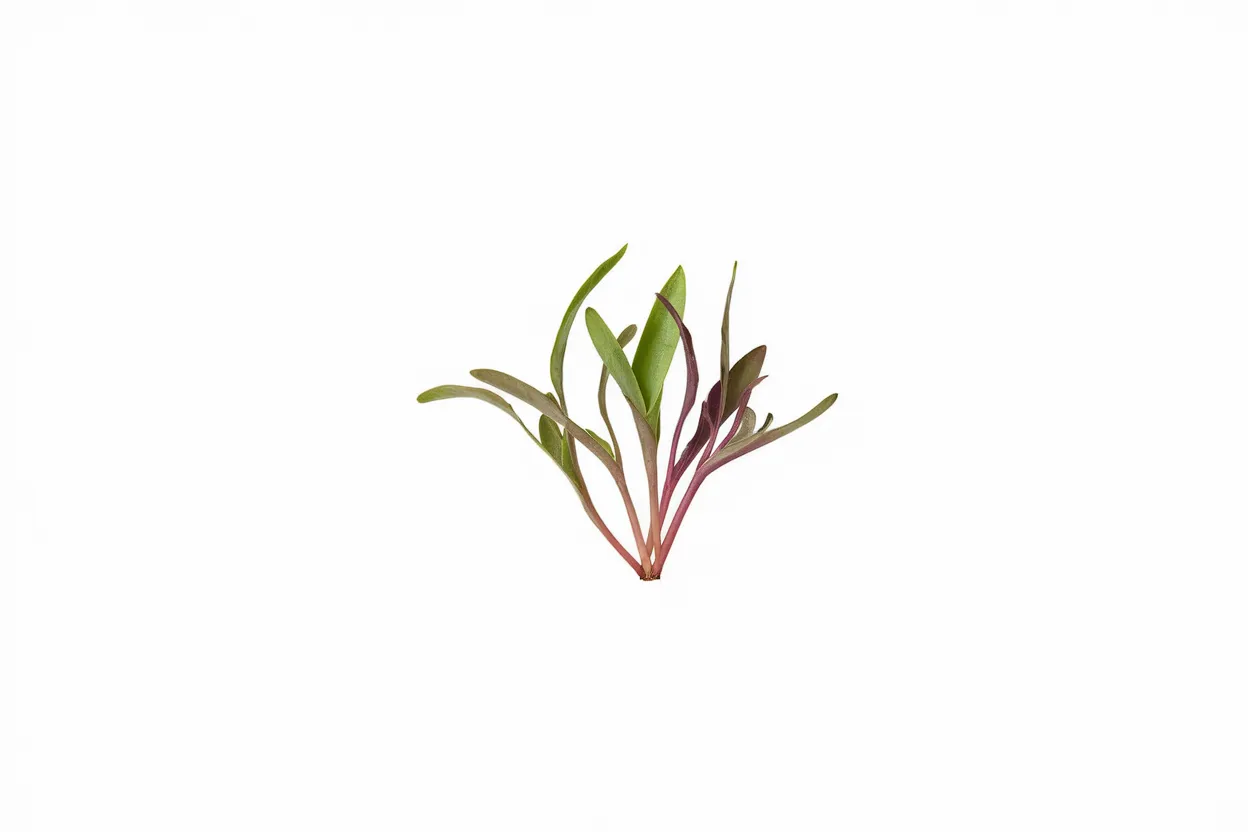 Organic microgreen seeds for healthy chard and beet greens, ideal for home gardening