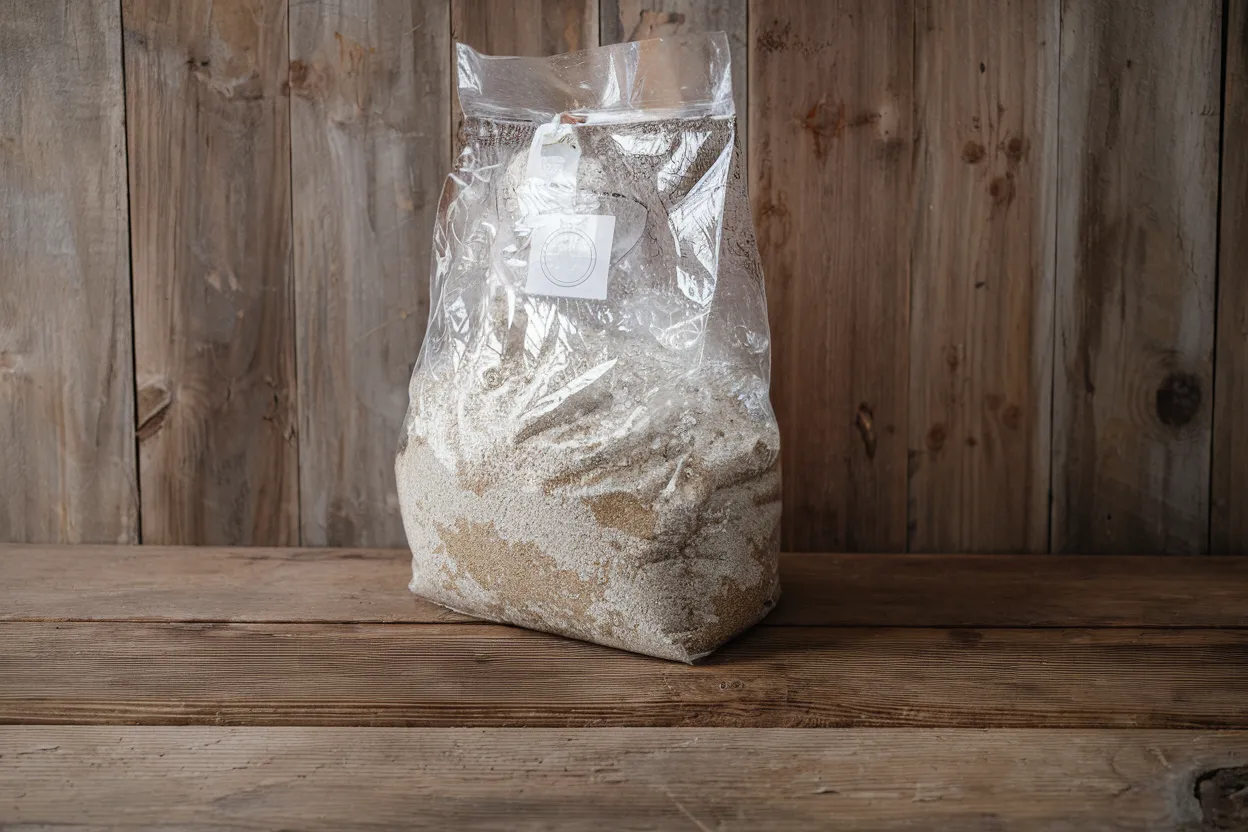 Organic blue oyster mushrooms spawn for home cultivation, ideal for enhancing diet and health