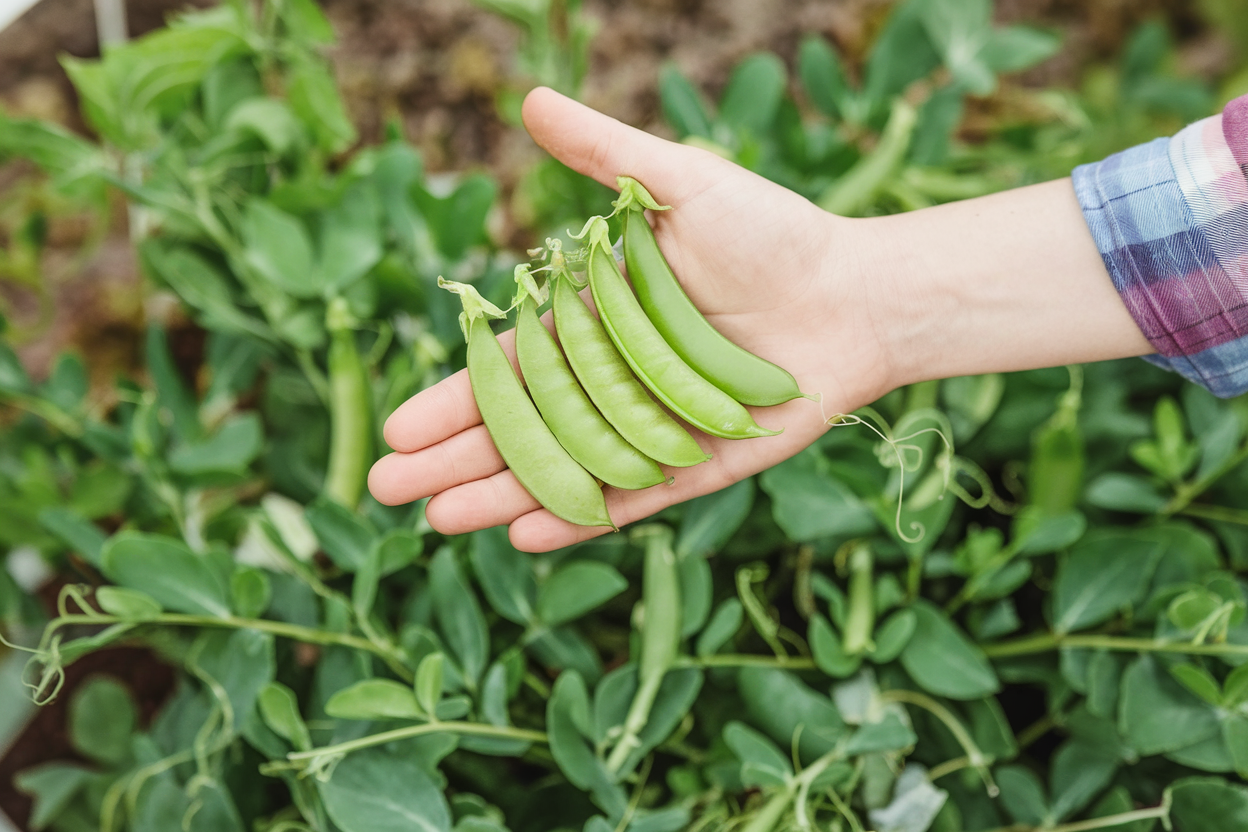 Premium organic pea seeds, perfect for enhancing soil quality and promoting sustainable agriculture