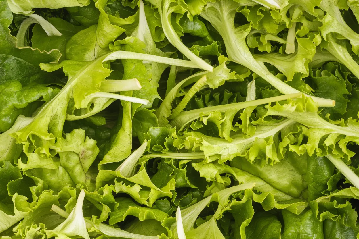High-quality organic Lalique lettuce seeds, ideal for growing fresh, nutritious salads at home