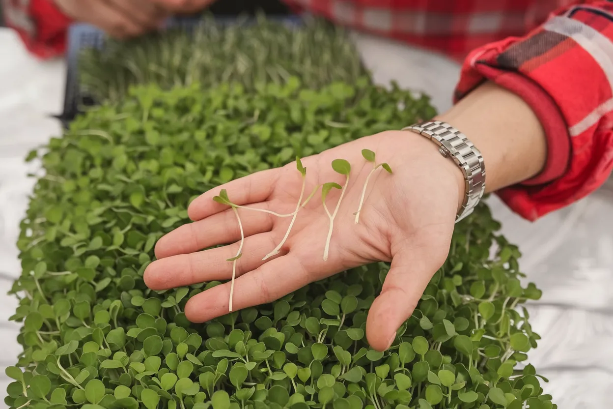 Organic Arugula seeds perfect for growing nutritious microgreens at home