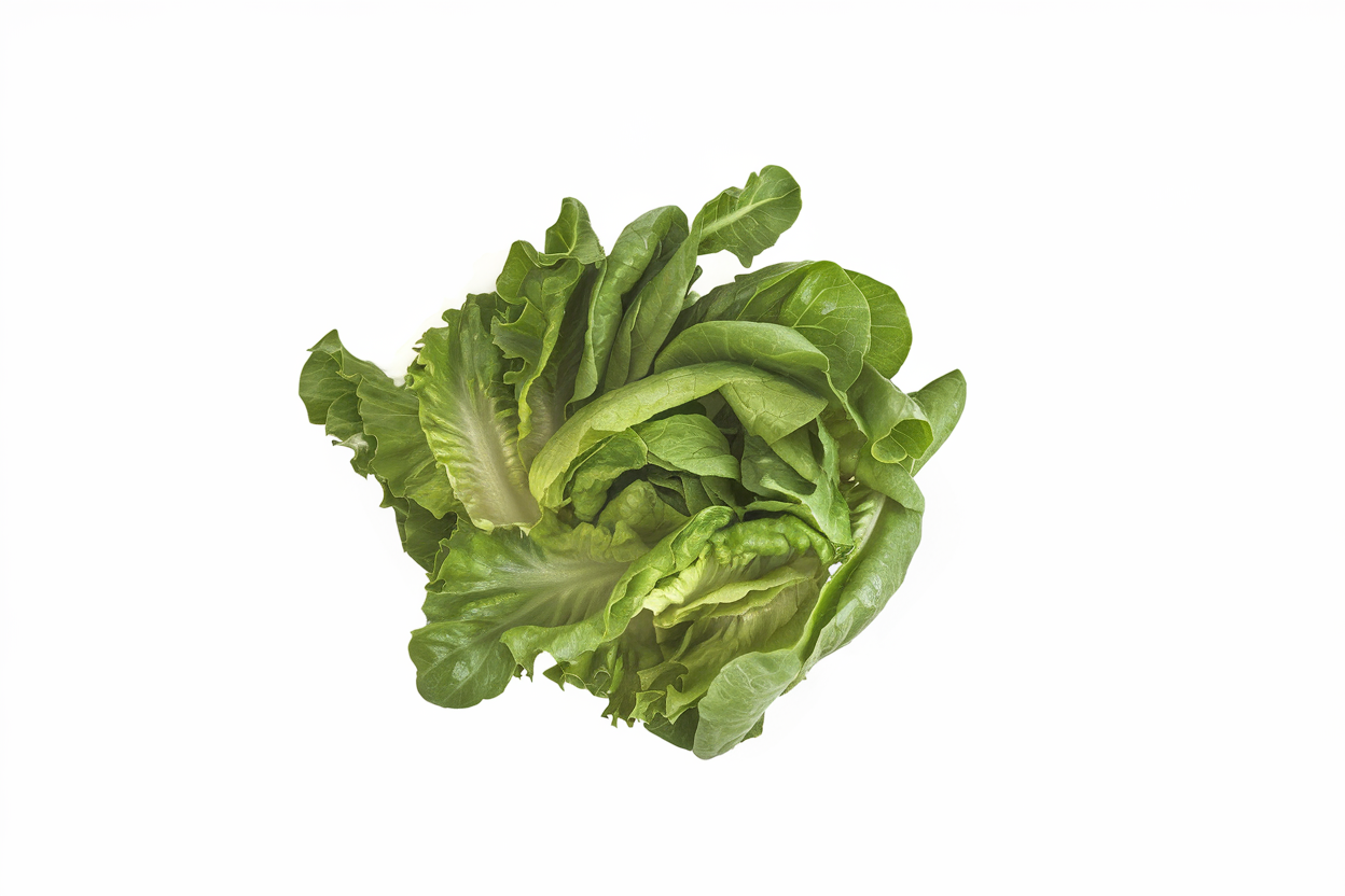 Organic lettuce seeds from Carlsbad, perfect for growing fresh, healthy salads at home