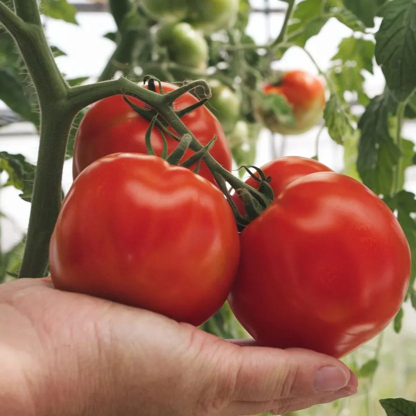 Organic Bigdena tomato seeds, high-yield variety ideal for home gardens