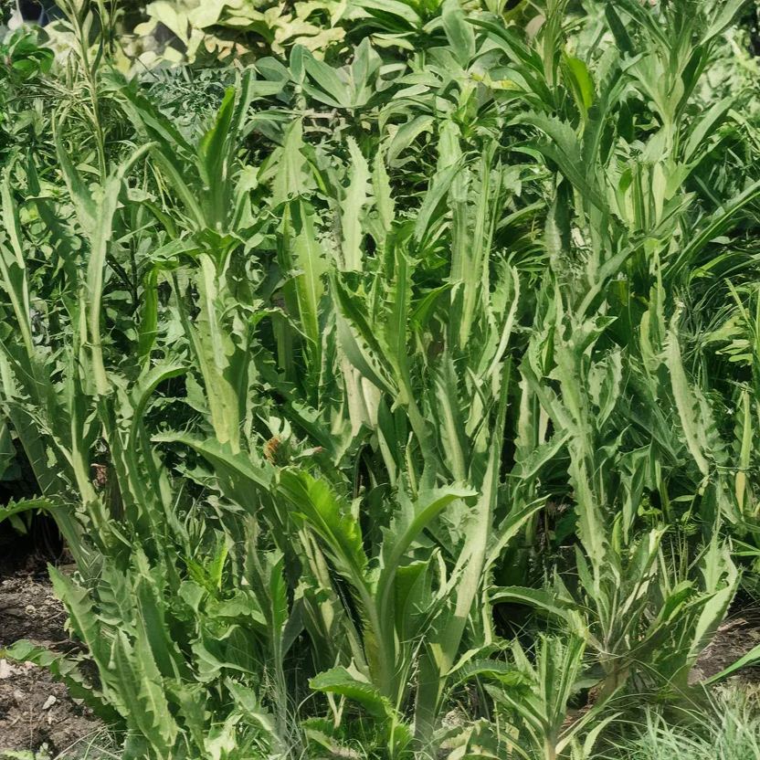 Organic Italian dandelion seeds, perfect for natural garden nourishment and health