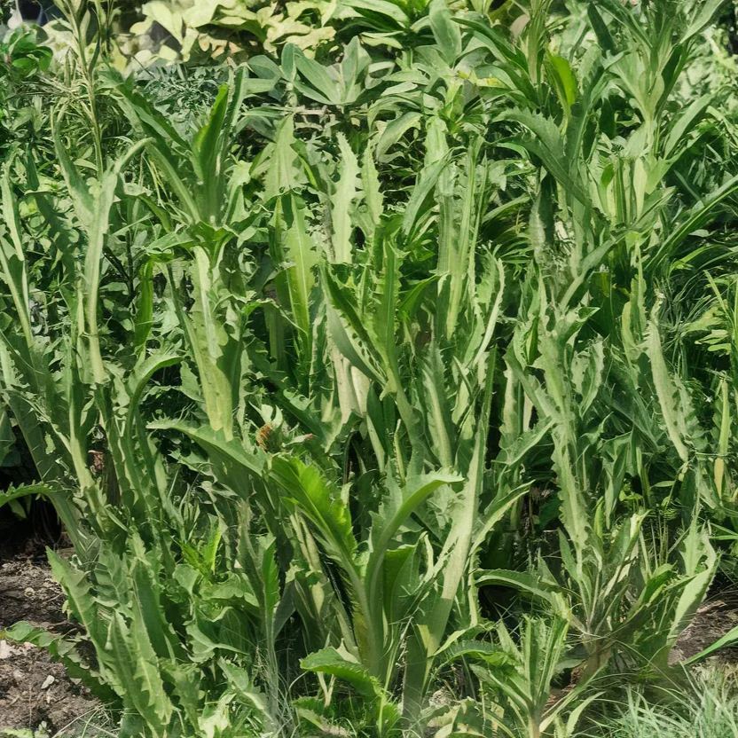 Organic Italian dandelion seeds, perfect for natural garden nourishment and health