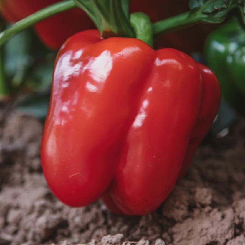 Organic Nitro F1 Bell Pepper Seeds, perfect for enhancing garden biodiversity and promoting healthy plant growth.