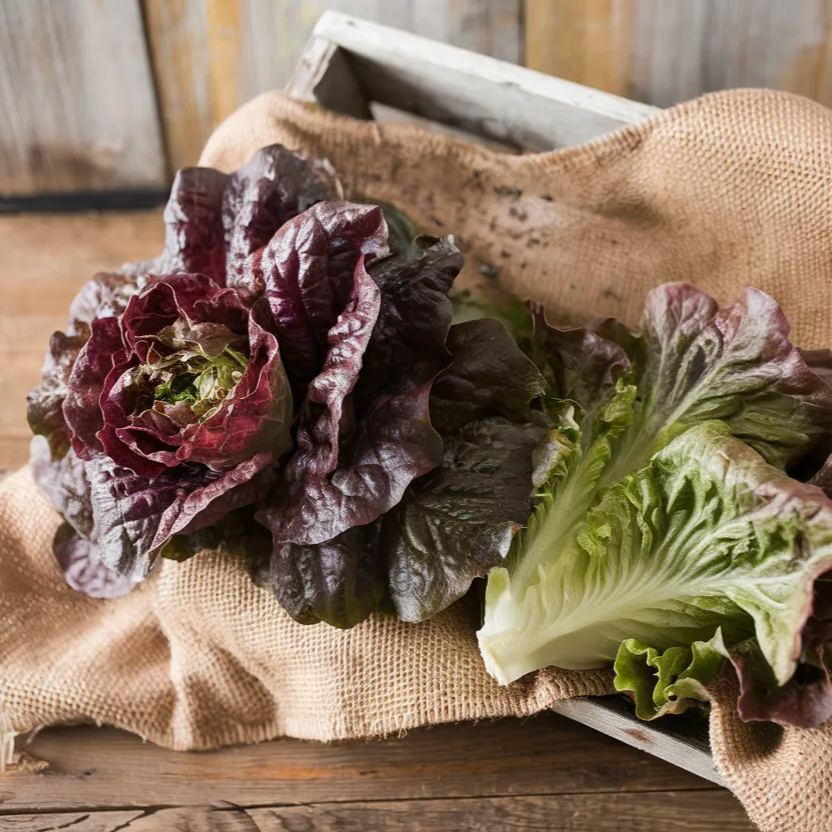 Organic Pomegranate Crunch lettuce seeds, ideal for growing fresh, nutritious salads at home.