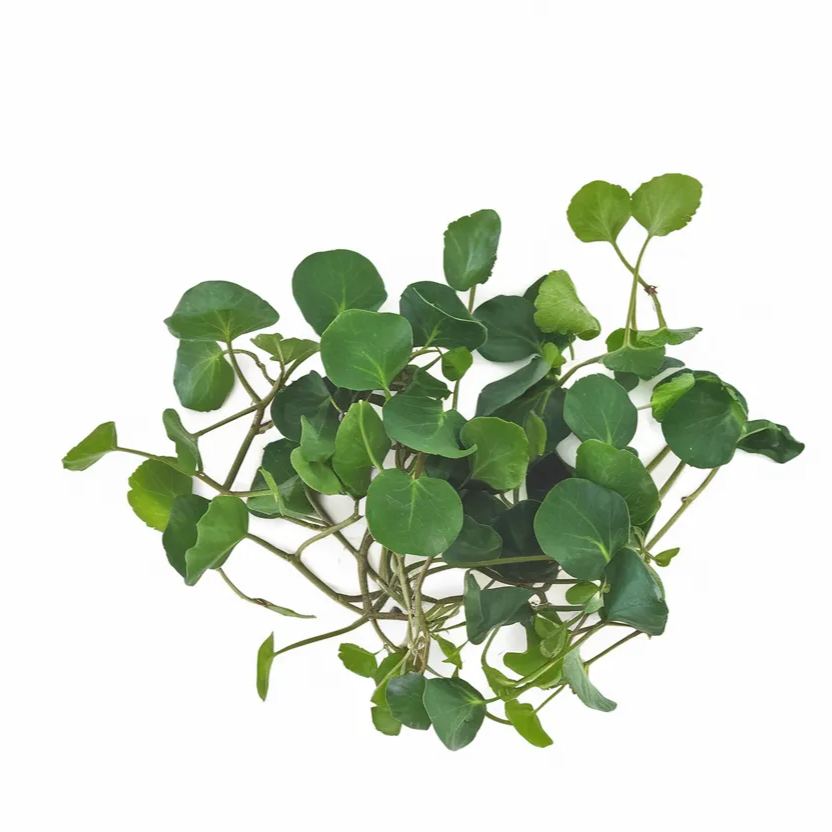 Organic watercress seeds ideal for growing nutrient-rich greens, perfect for health-conscious gardeners