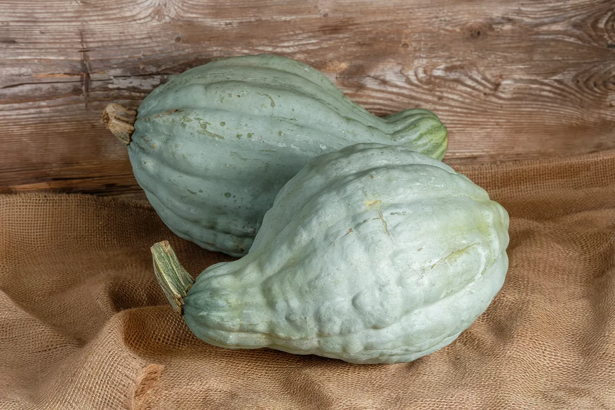 Organic Blue Hubbard squash seeds, ideal for growing robust and nutritious squash