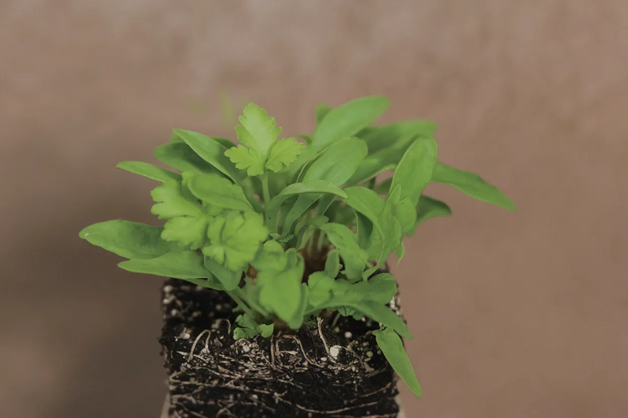 Organic parsley microgreen seeds, perfect for adding fresh, robust flavors to any dish