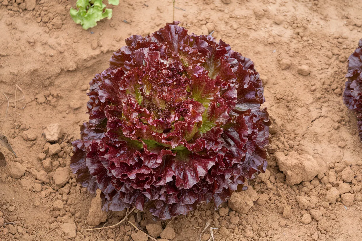 Organic pelleted lettuce seed, ideal for growing fresh, healthy salads at home