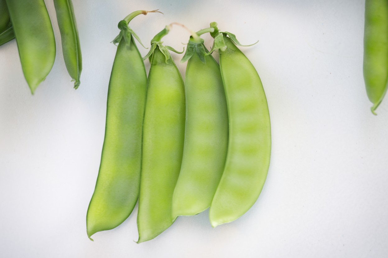 Organic Oregon Sugar Pod II pea seeds, perfect for eco-friendly gardening