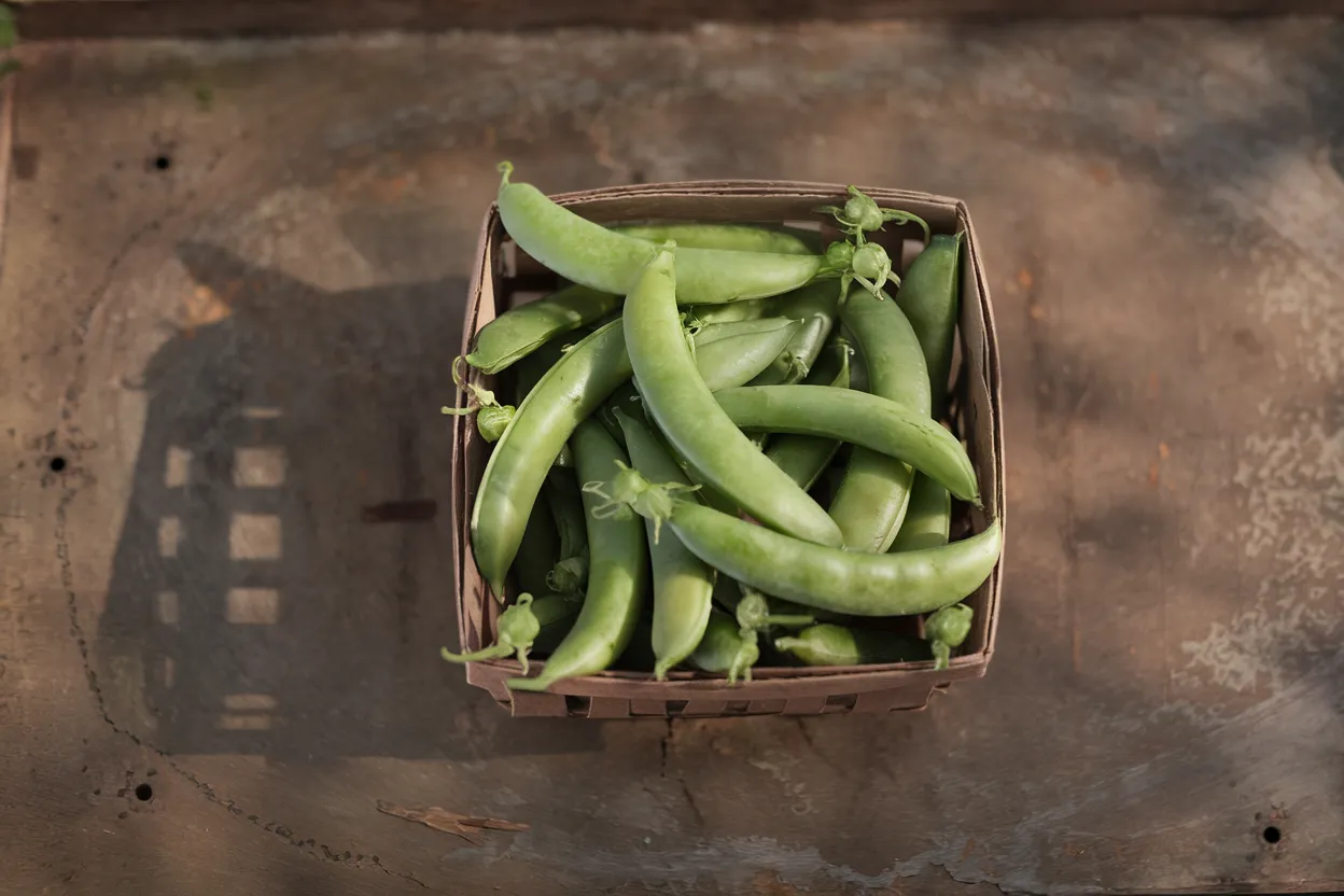 Premium organic pea seeds, perfect for enhancing soil quality and promoting sustainable agriculture