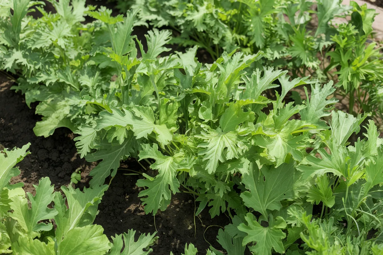 Organic Mizuna seeds ideal for growing fresh, nutritious Asian greens