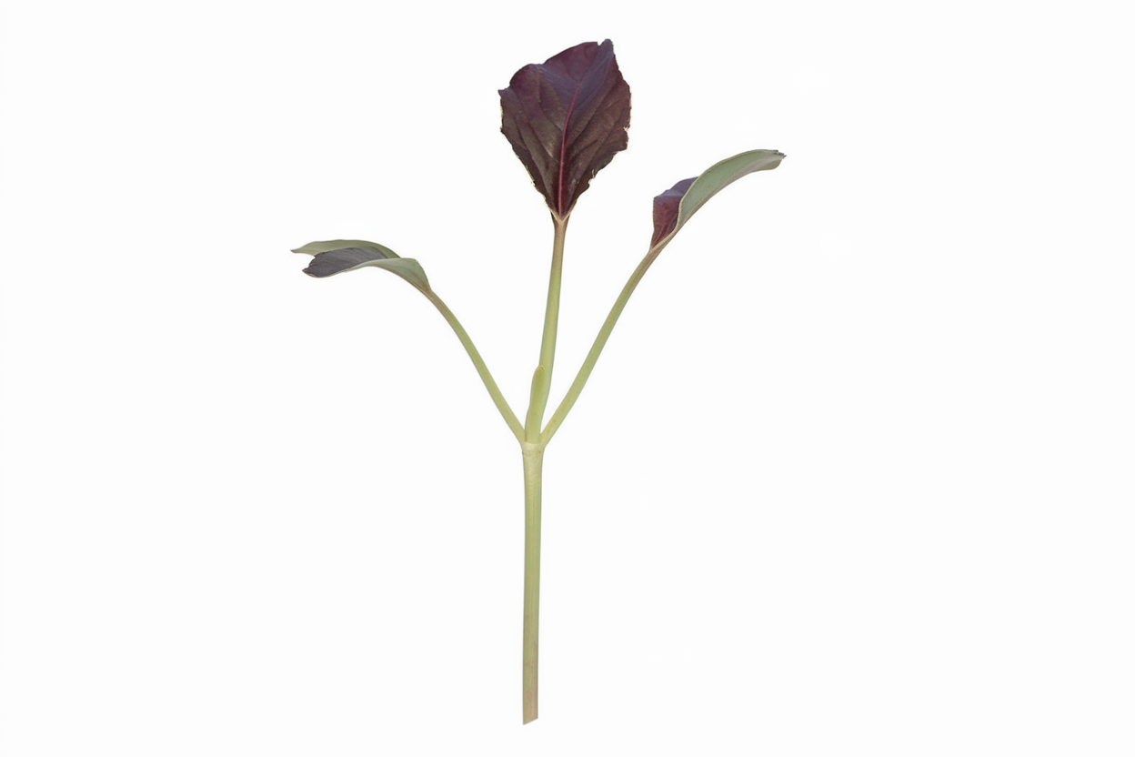 Organic Mizuna Red Kingdom seeds, ideal for growing nutritious microgreens at home