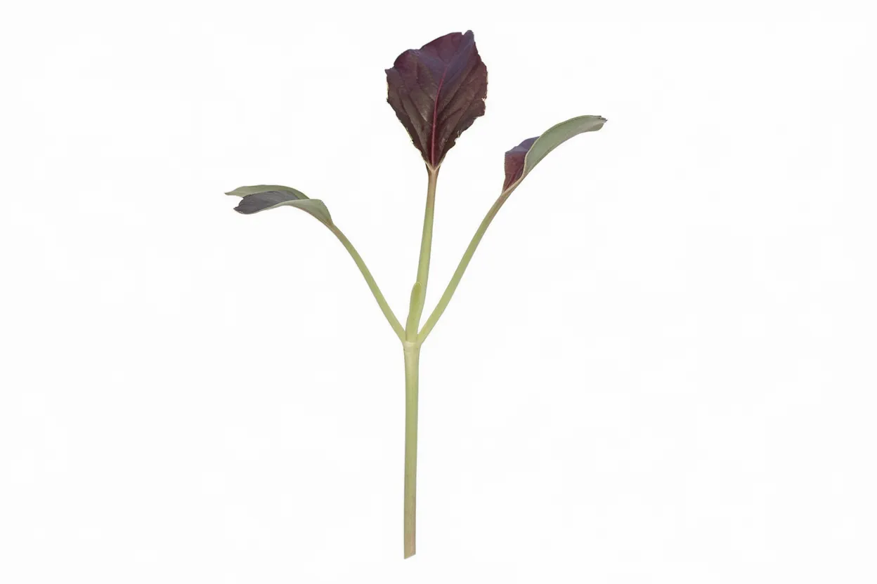 Organic Mizuna Red Kingdom seeds, ideal for growing nutritious microgreens at home