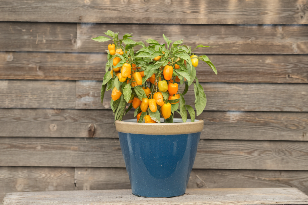 Organic Lunchbox Orange snack pepper seeds, perfect for home gardens and healthy snacks