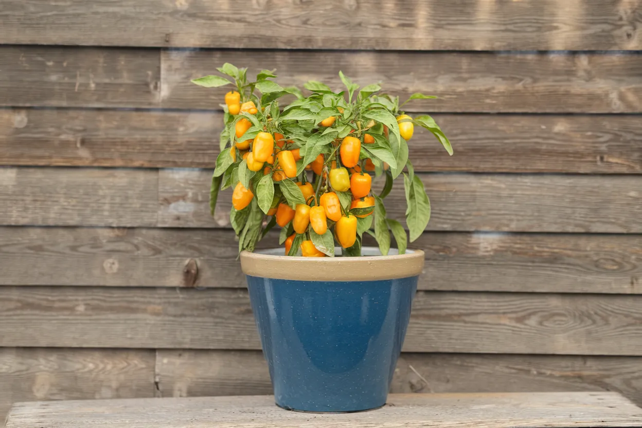 Organic Lunchbox Orange snack pepper seeds, perfect for home gardens and healthy snacks