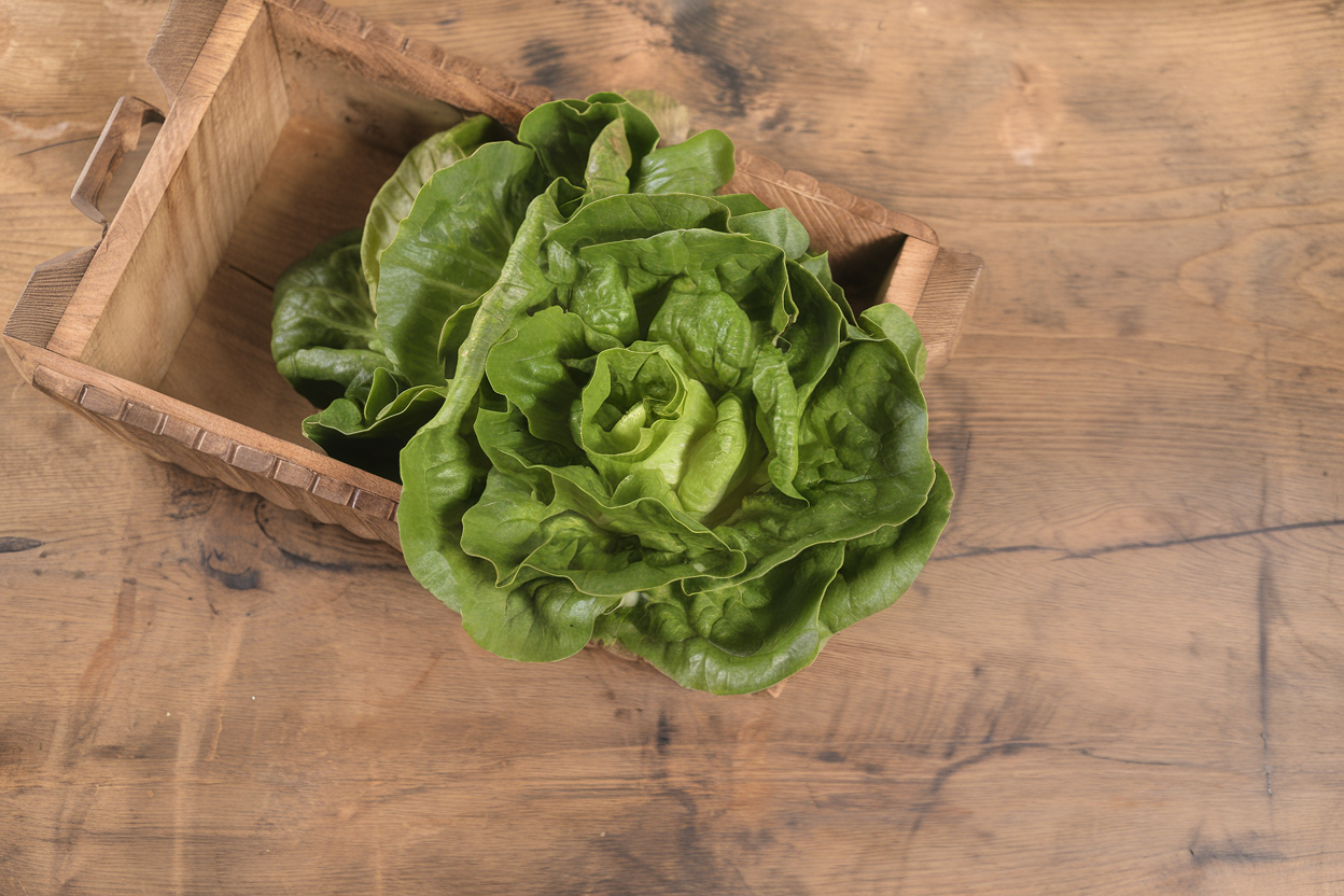 Organic Little Gem lettuce seeds, ideal for growing fresh, healthy salads at home.