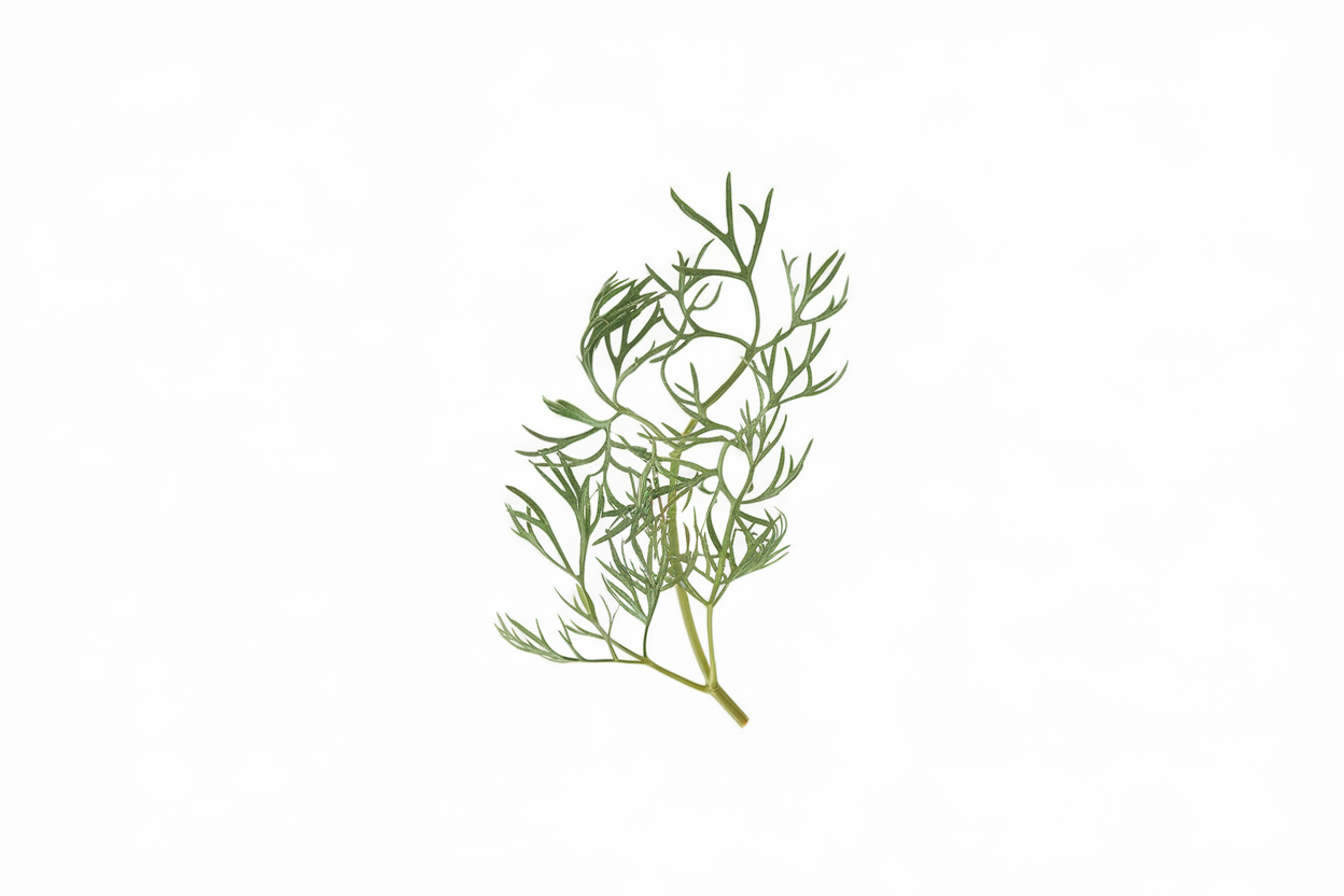 Organic Confetti cilantro/coriander seeds, perfect for adding fresh flavor and nutrients to meals