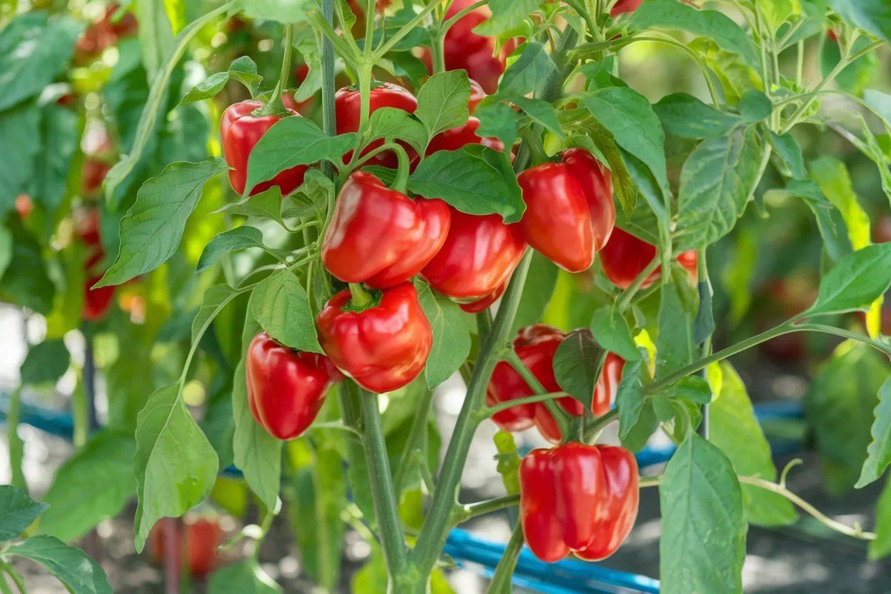Cupid organic bell pepper seeds, perfect for robust and healthy plant growth in gardens
