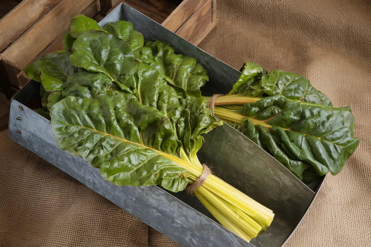 Organic Swiss chard seeds producing vibrant yellow leaves, ideal for nutritious home gardening