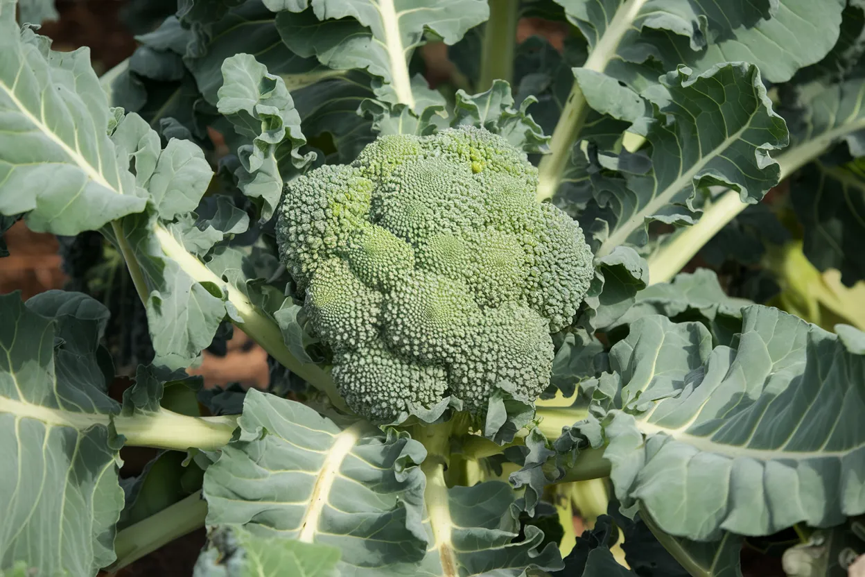 Organic Belstar broccoli seeds, ideal for enhancing garden vitality and health
