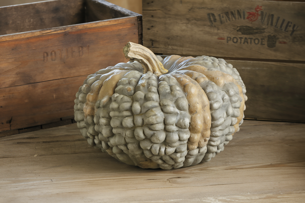 Organic Marina Di Chioggia pumpkin seeds, ideal for culinary enthusiasts looking to explore traditional Italian recipes.