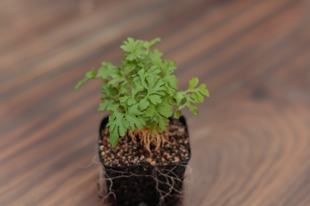 Organic cutting celery seeds perfect for growing fresh microgreens at home