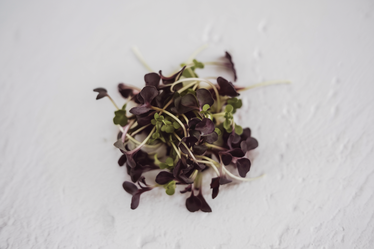 Organic Red Katana mustard seeds, ideal for growing nutritious microgreens at home