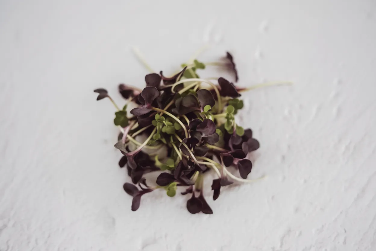 Organic Red Katana mustard seeds, ideal for growing nutritious microgreens at home