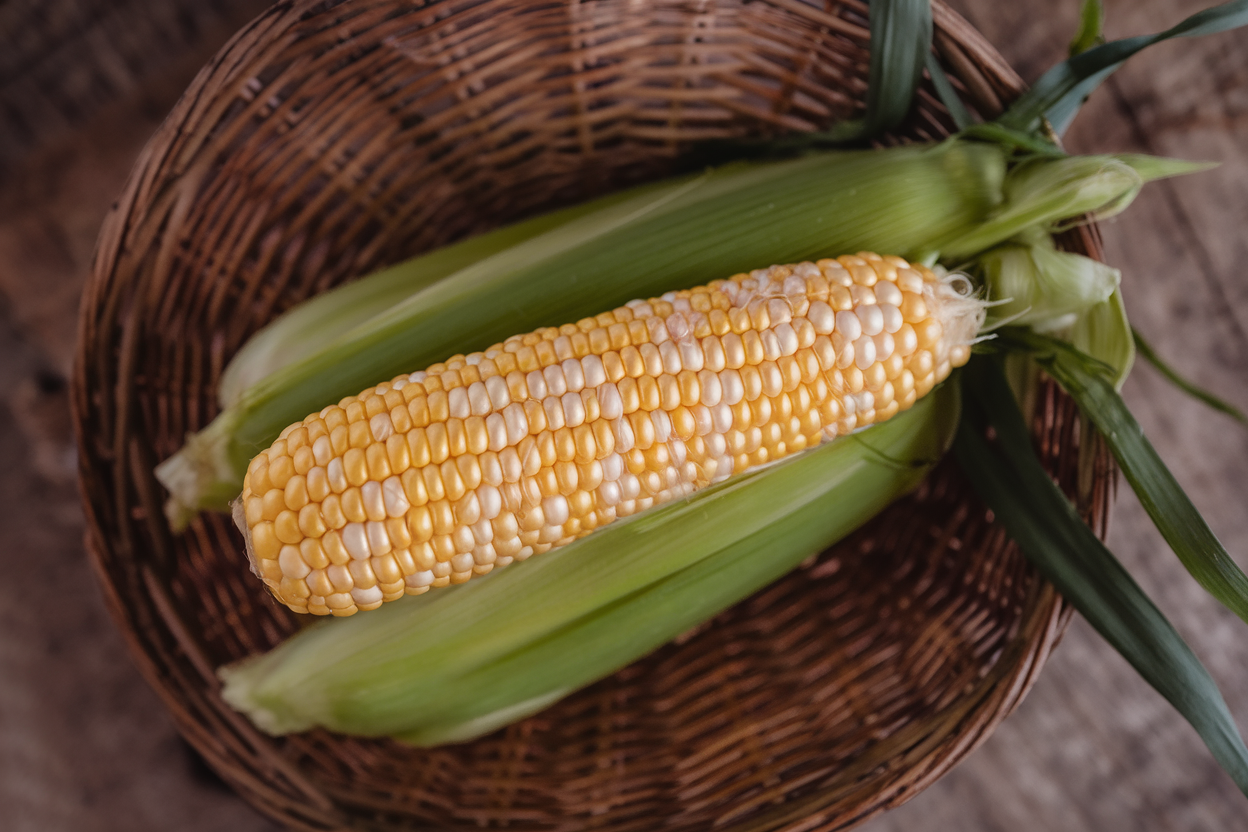 Organic F1 corn seeds, perfect for sustainable and healthy crop production