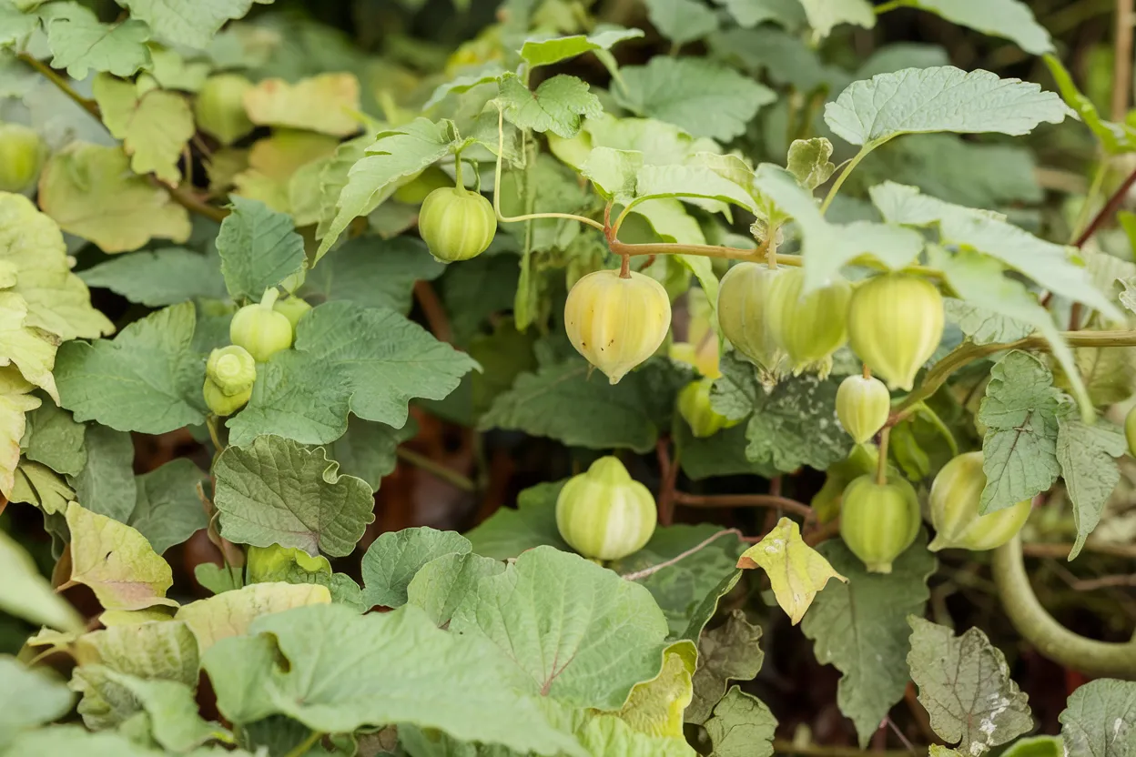 Organic Husk Cherry Seed, ideal for cultivating in home garden settings
