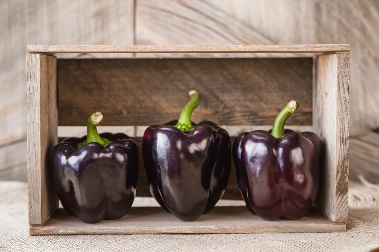 Organic Lilo bell pepper seeds, ideal for cultivating robust and healthy peppers in home gardens