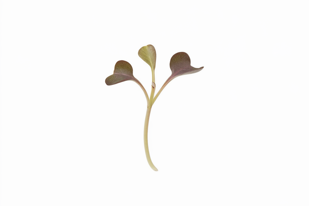 Organic Garnet Giant mustard seeds suitable for growing nutritious microgreens