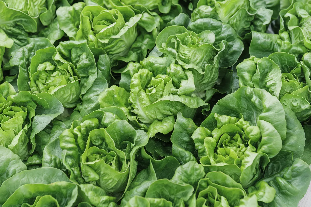 Organic Gatsbi lettuce seeds, ideal for growing fresh, nutritious salads
