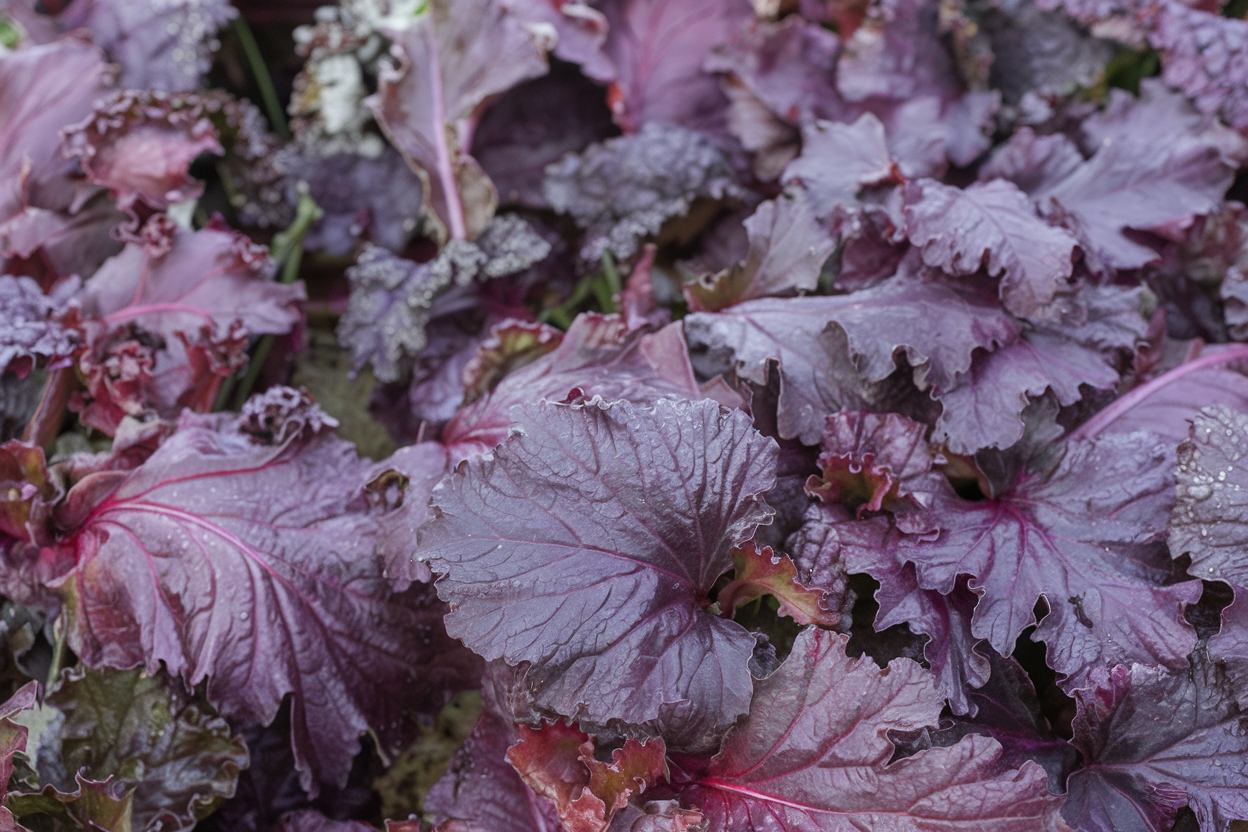 Organic Miz America mustard green seeds, perfect for growing nutritious, leafy greens for salads