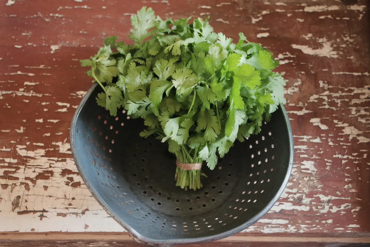 Organic Cruiser Monogerm Cilantro Seed, perfect for boosting garden health and flavor