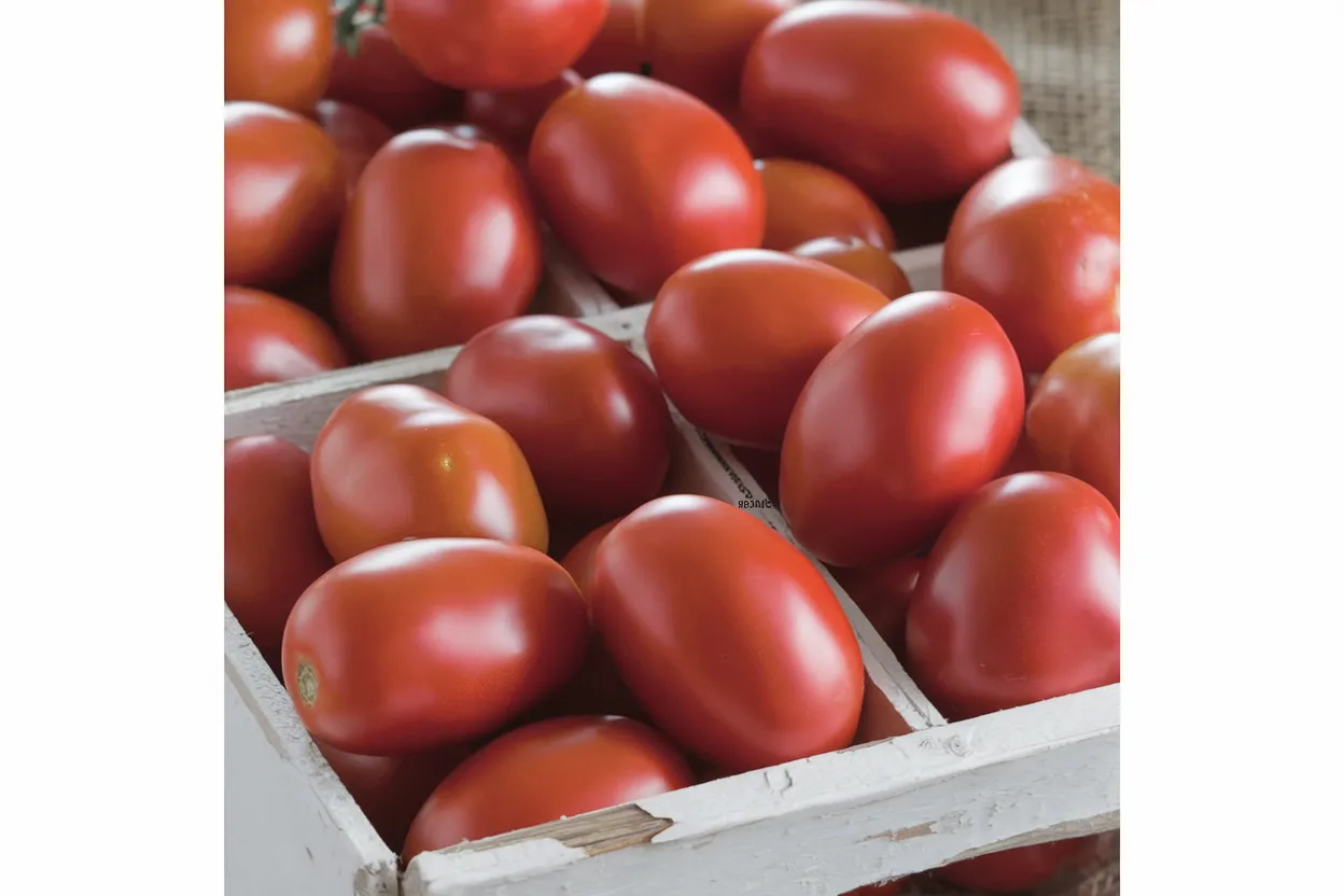 Organic Granadero tomato seeds, perfect for robust and healthy home gardening